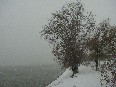 Ninge pe Dunare