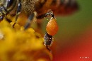 granula de polen